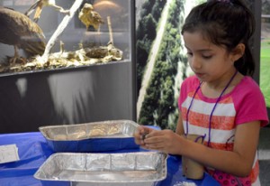 Melanie Franco, 6, sorts through 'owl droppings' to find what the bird ate during a free family fun day at the Museum of the Gulf Coast on Saturday. Mary Meaux/The News