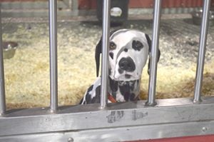 One of two Dalmatians that are part of the Clydesdale team. Mary Meaux/The News 