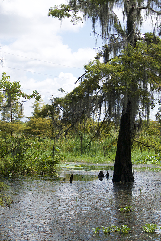 Gator bait White tour boat lures Sabine alligators closer Port